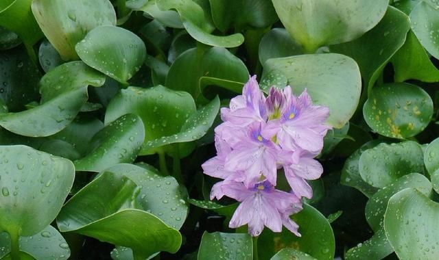 院子里的荷花鱼池，种这些绿植无需过滤又美观