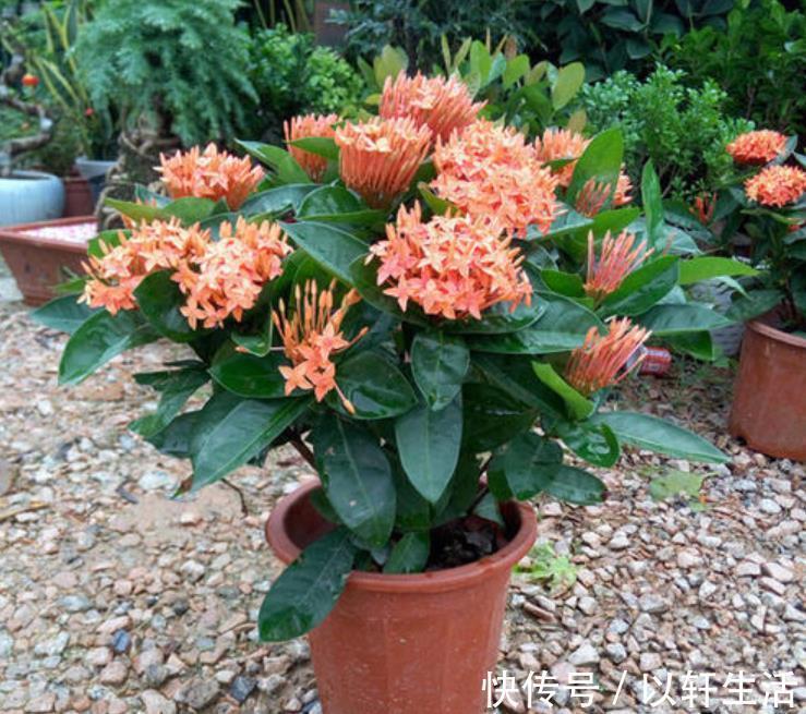 家家都有的厨房“垃圾”,用来养花都嫌臭,其实它是最佳的促花肥