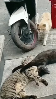 |GIF搞笑趣图:吃吧,吃吧,等你吃饱了我就做一份香辣兔肉!