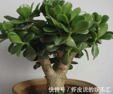 阳台|冬季阳台首选3种花,叶子漂亮,大气上档次,养过的人都说好