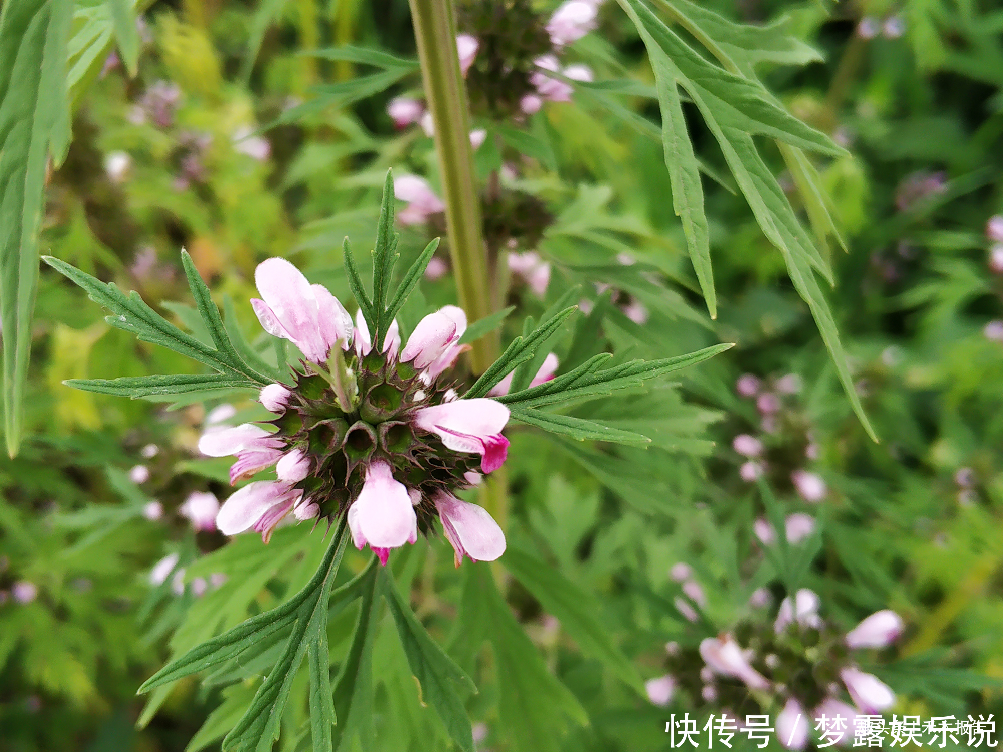 益母草膏|田边常见的野草，长得像艾草，见到可别错过，煲汤对女性有好处