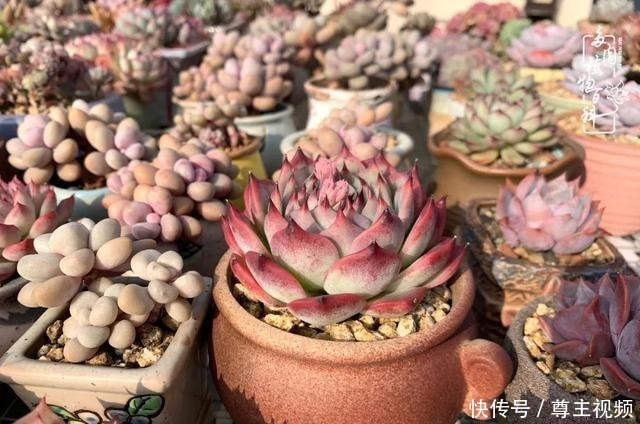 百科|养多肉三年多,初见惊鸿!累并快乐着!养多肉三年多,初见惊鸿!累并快乐着!