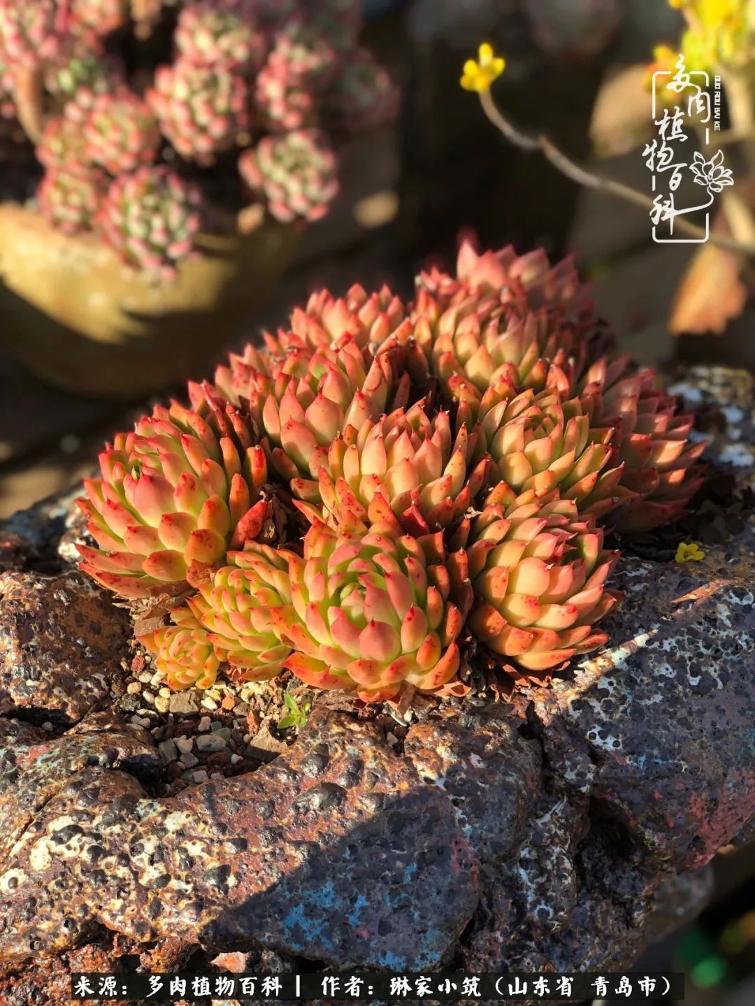 多肉|有史以来最厉害的一场寒潮，治好了我养多肉这些年的“坏毛病”