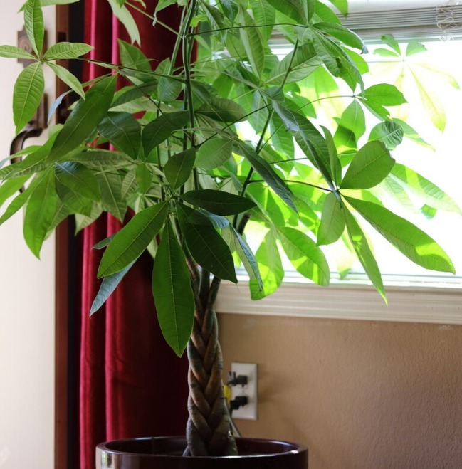 财意|4种名字带“财意”的植物,是吉祥的观赏花,家里有空建议养一盆
