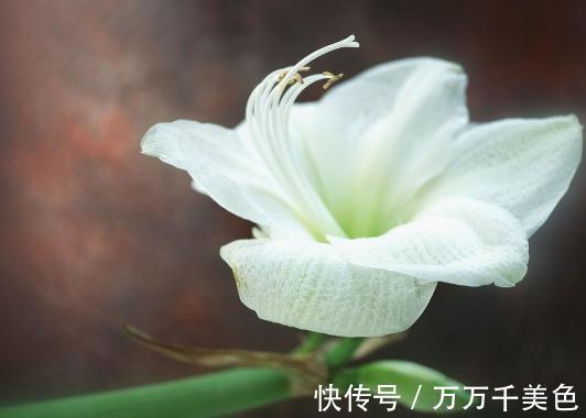 花盆越小开花越好的“皮实”花，塞进小花盆里，好养又好看