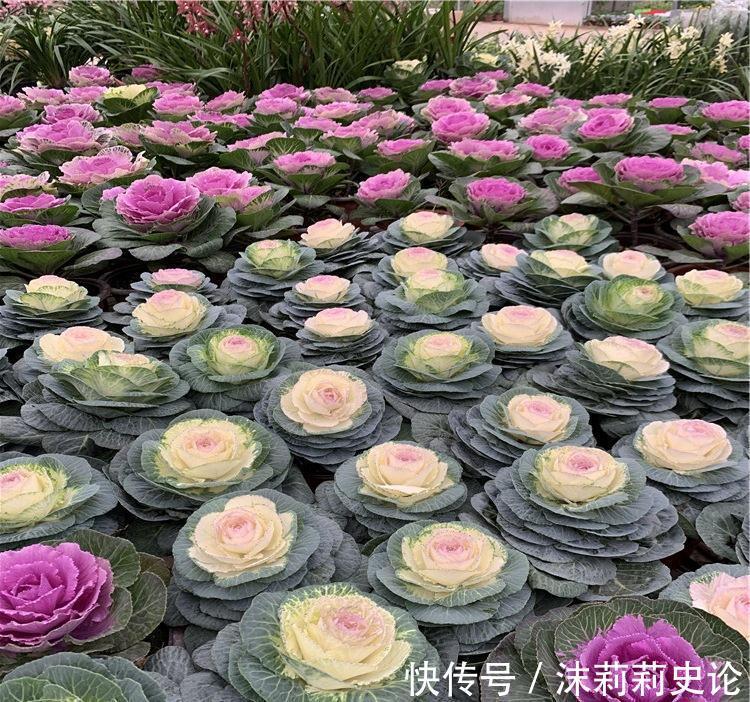 雨雪天冻不死的8种花，越冷越开花，冬天养一盆，喜庆又漂亮