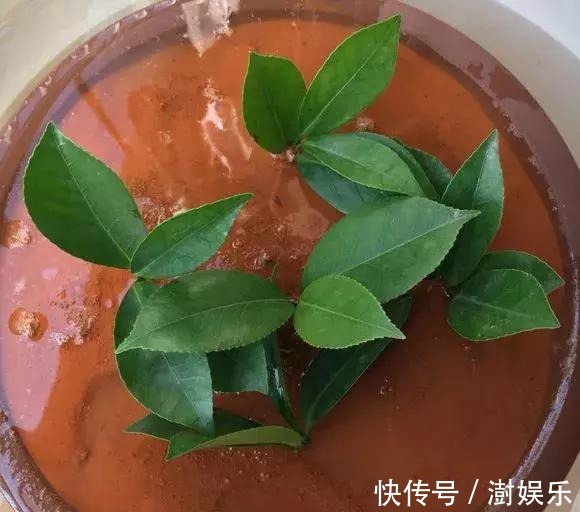 水杨酸|杜鹃茶花插不活,枝条在泥巴里打个滚,大白根呼呼长,新芽猛冒!