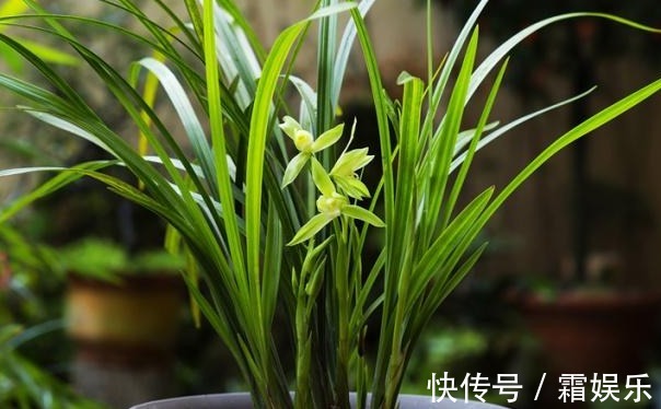 养兰花,浇水避开3个“敏感区”,兰根健壮,兰花长势旺!