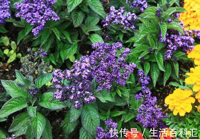 养花|养花试试这几款，花朵完全盛开集合在一起，像一个绒球，非常有趣