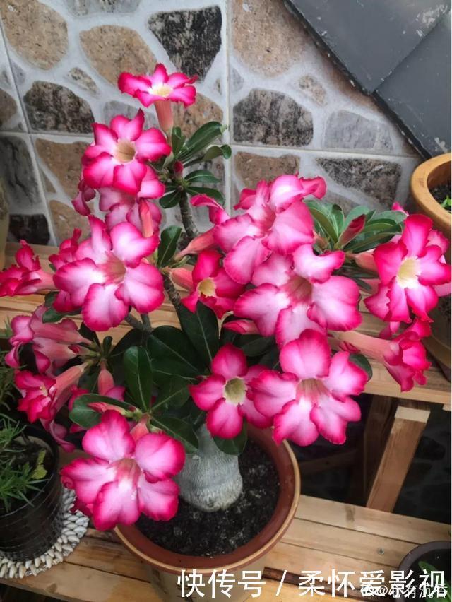 这10种耐旱花,2个月不浇水,叶子反而绿油油