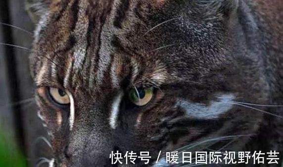 老虎#老一辈说“虎生三子,必有一彪”,似虎非虎的彪,有何特殊之处?