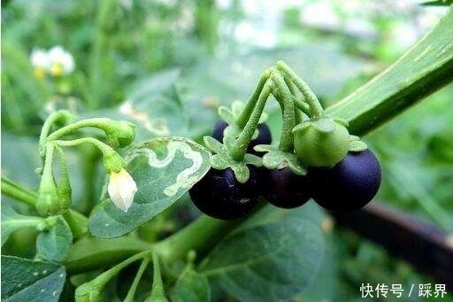 龙葵果|提个醒:在路边遇到这种野果,一定要摘回家,现在了解还不迟