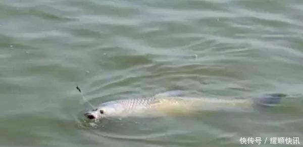 通杀|野钓必杀饵料,通杀青草鲤,大鱼一条接一条,拉杆到手臂疼