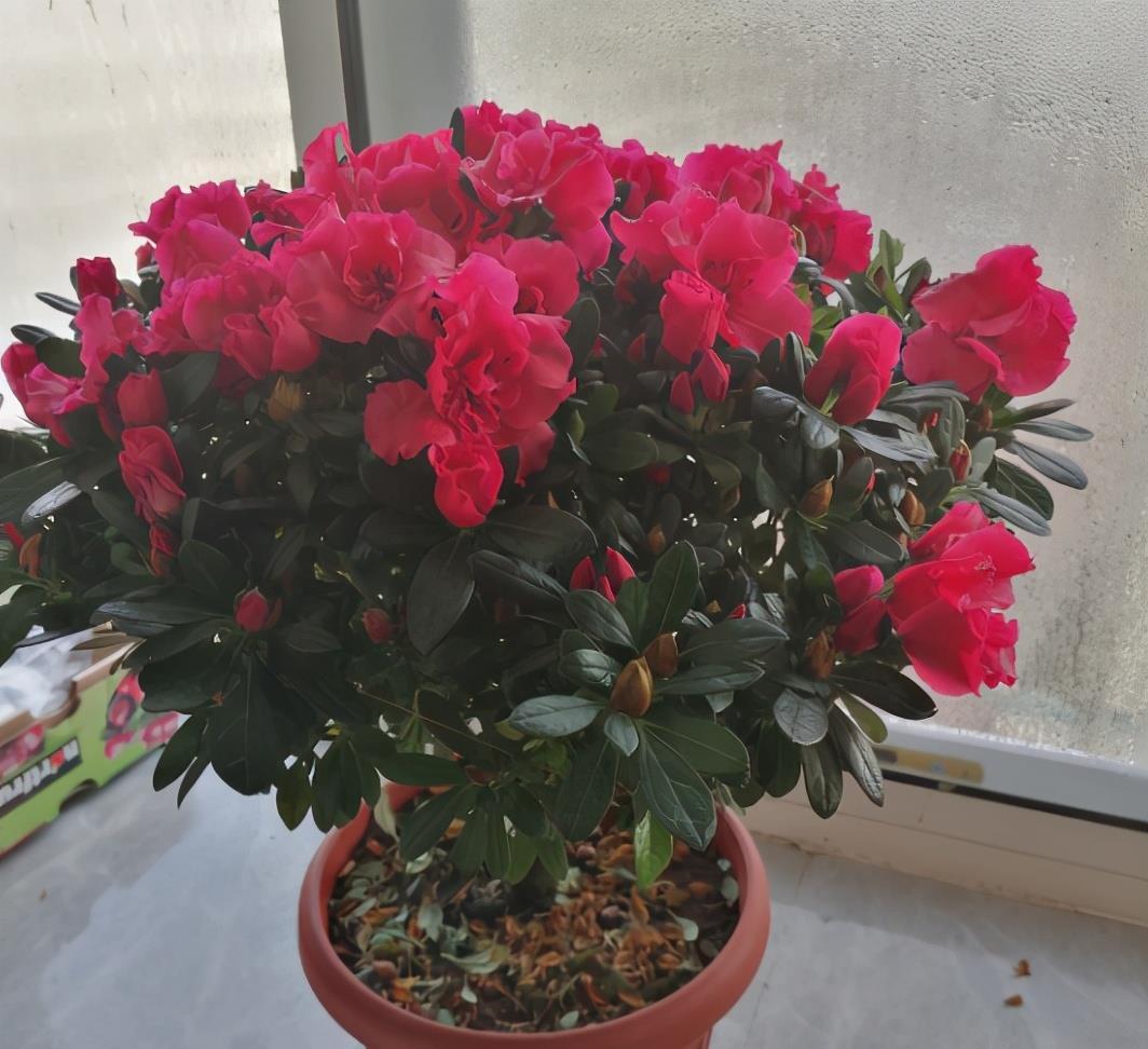 为啥花市的花用园土种长得好?如果你想用,要保证做好4点才行