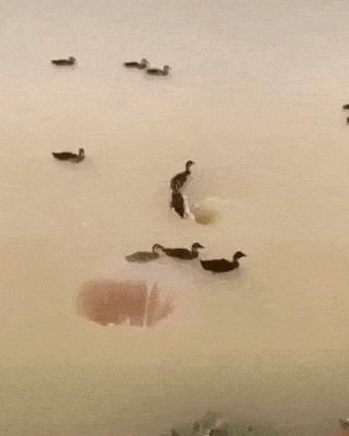 |搞笑GIF:太坏了 这是人干的事儿吗?