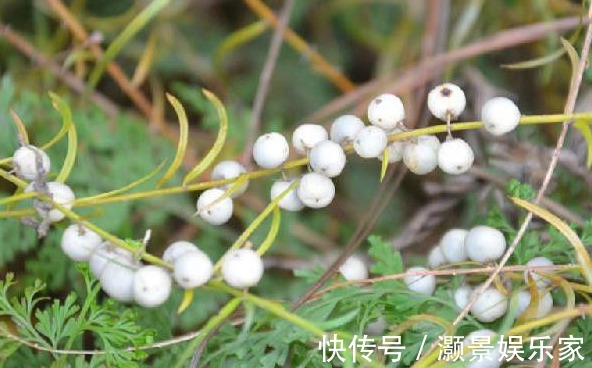 阴虚|农村常见的一类野草,治疗阴虚发热有奇效,老中医强烈推荐