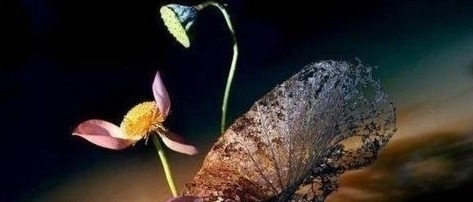 道德底线$王阳明:真正聪明的人,一辈子4不争,早明白早幸福!