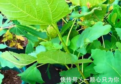 盆栽无花果打顶有2大好处,你还不知道,快来瞧瞧吧