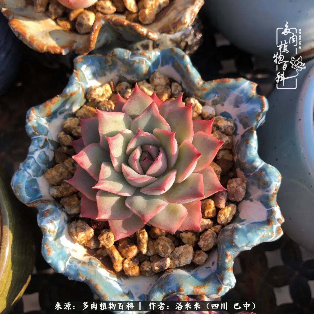 时间是多肉最好的滤镜！附个人养护经验！