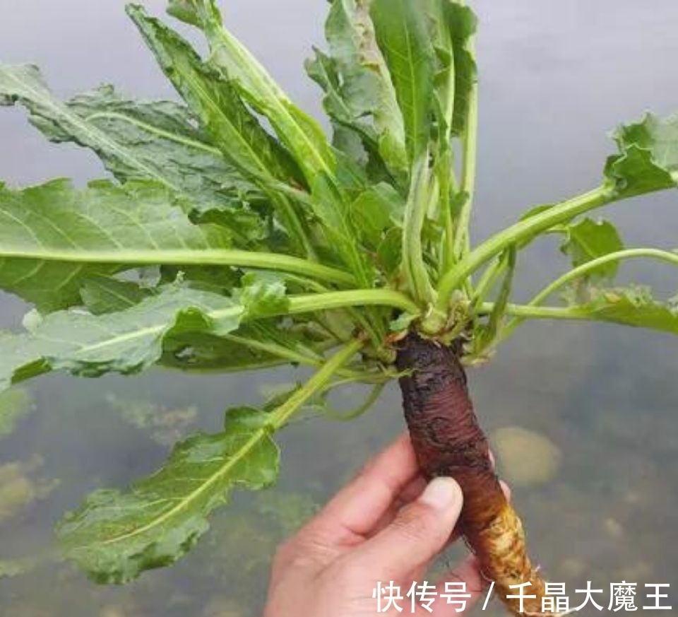 植物|农村溪沟边常见野草，人称金不换，价值很高，市场价格20元一斤