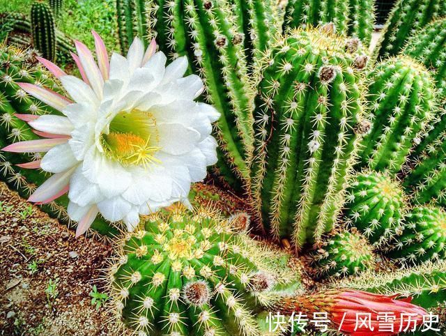 长寿花|越不浇水越能养爆盆,懒人或者新手养花就选此6种