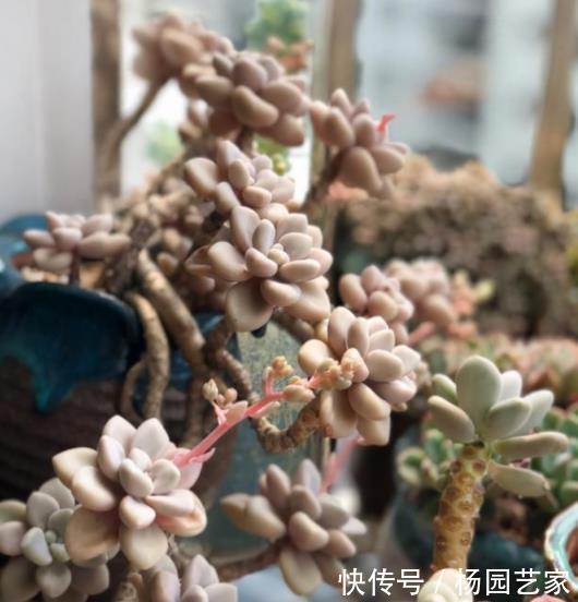 悬崖|喜欢悬崖桩多肉选它，叶片肥厚上色美，茎秆粗壮易爆头