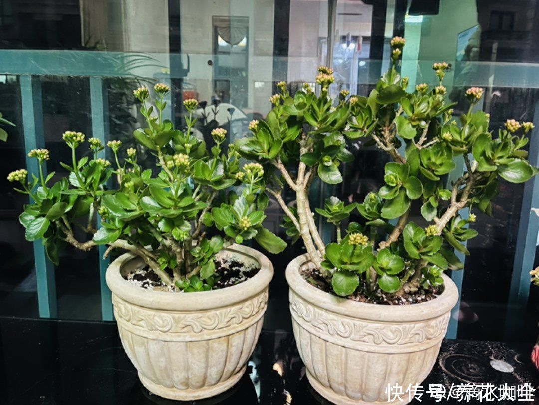 蟹爪兰|立秋后，7种花要“苏醒”，可以放手养了