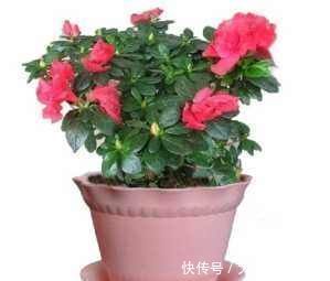 橙子皮|养花用果皮,直接扔盆里,7天长新芽,不怕养不活