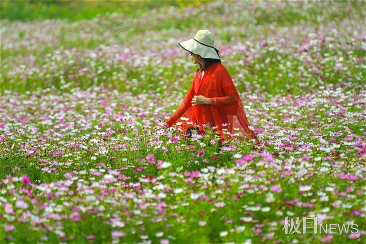 格桑花海绽放