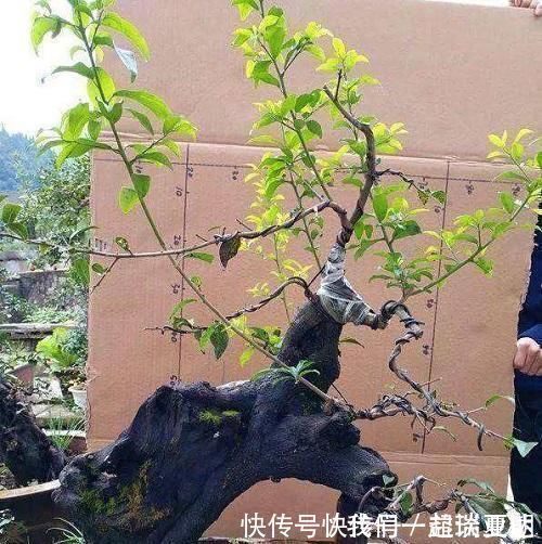 李大爷喜欢上山找树桩,样子奇形怪状也能变身,最后变成大气盆景