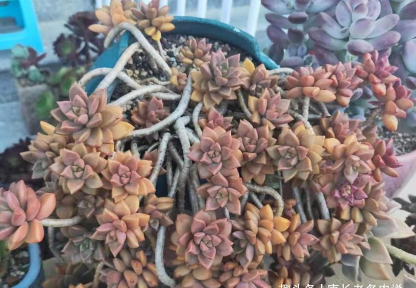 姬胧月|多肉姬胧月和阿伦培习性相近且一样的皮实,所以一起拼养没有障碍