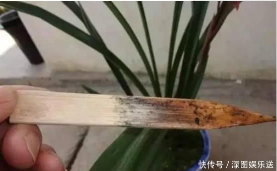 浇水|“一浇水”花就黄叶、烂根，学会3个方法，放心浇水，叶绿朵花艳