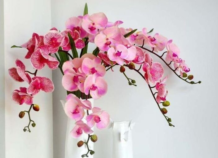 5种花适合夏天养，开花爆盆花期长，开花红红火火，大吉大利