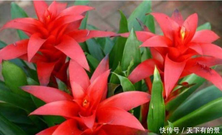 家里阳台必养此款花卉，耐寒易打理，花美色艳，花儿轻松开爆盆