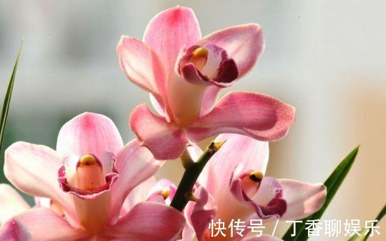 天兰葵|8月3日-8月18日,庭院选这几款花,花朵烂漫迷人,高贵优雅