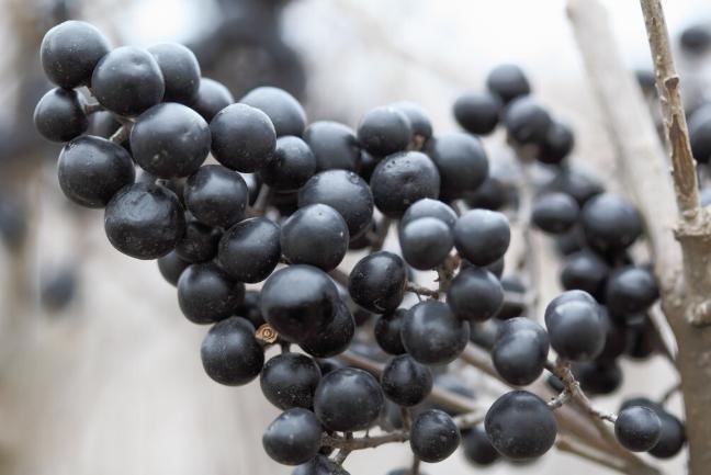 补肝肾的好药,李时珍:健腰膝,明目,安五脏