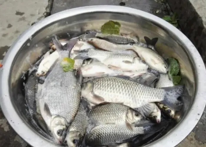 冷天钓大鲫鱼，这几个方法我每次都要用，从不发愁板鲫不好钓