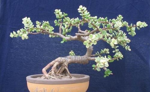 金枝玉叶有四怕,避免四点,养护金枝玉叶不再难