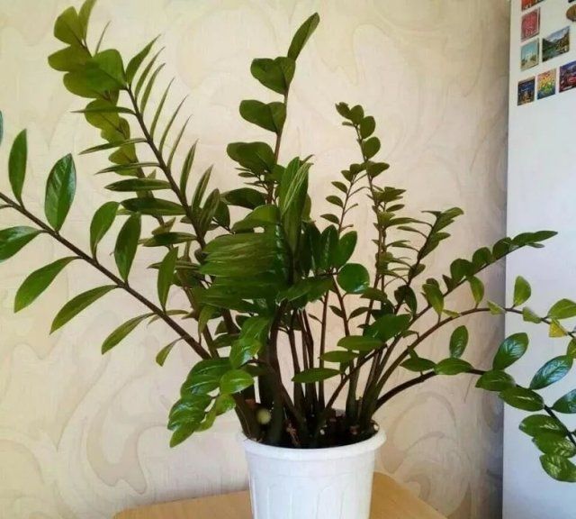 养花,喝剩下的豆浆是一种坚实的有机氮肥