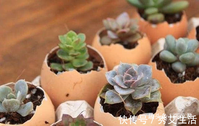 鸡蛋壳不要再扔掉了，解决了很多生活难题，太实用了