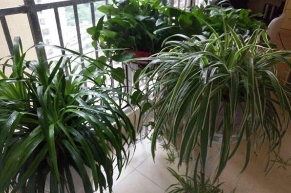 这“4”种花，剪得越狠爆盆越快，现在剪刚刚好！