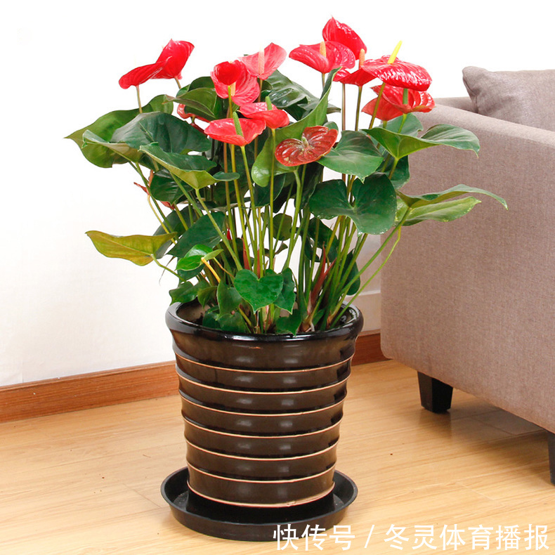 君子兰|5种漂亮的花,适合养在家里,好养又吉祥,光照少一些也能长得好