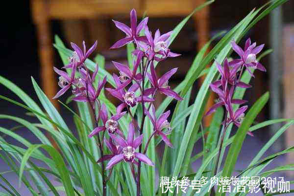 秋天兰花有性格，养护时需要注意些，开花不断