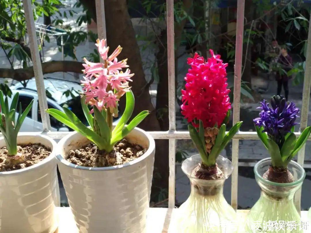 牡丹吊兰|懒人适合养什么花，浇水少，不挑土，它比人还懒！