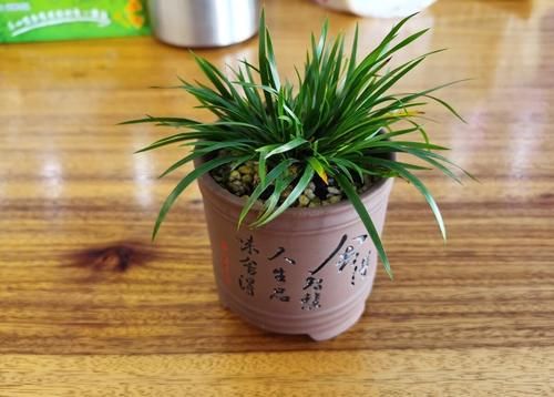 桩才的好坏，直接影响盆景的制作，知道这几点，选择适合自己的