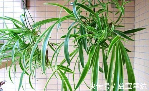 卫生间有异味，就养3种花，吸潮、祛味，还美观