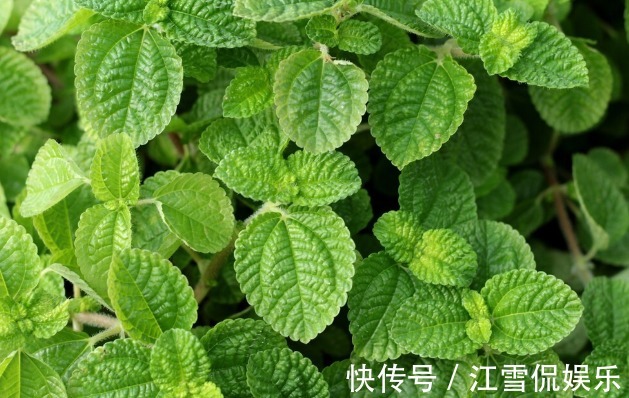 野菜|开春挖野菜,送你“野菜大图鉴”,教你轻松识别20种野菜