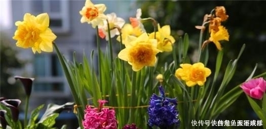 她用一斤花生壳把花养爆盆，四季油绿，花开不停，邻居看了都羡慕