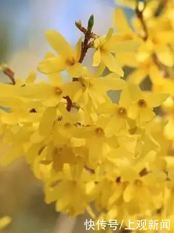 春暖花开日，醉白池公园三八女神节免票优惠邀汝来赏花