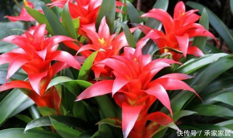 自带财运的4种花,寓意好、观赏性强,养客厅旺财又养人